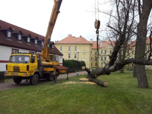 zbylý kmen stromu